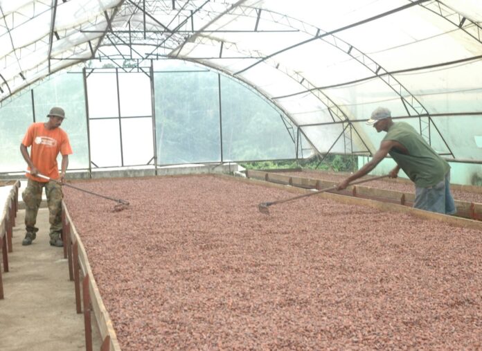 ¿Es la del cacao para RD una agroindustria estratégica?