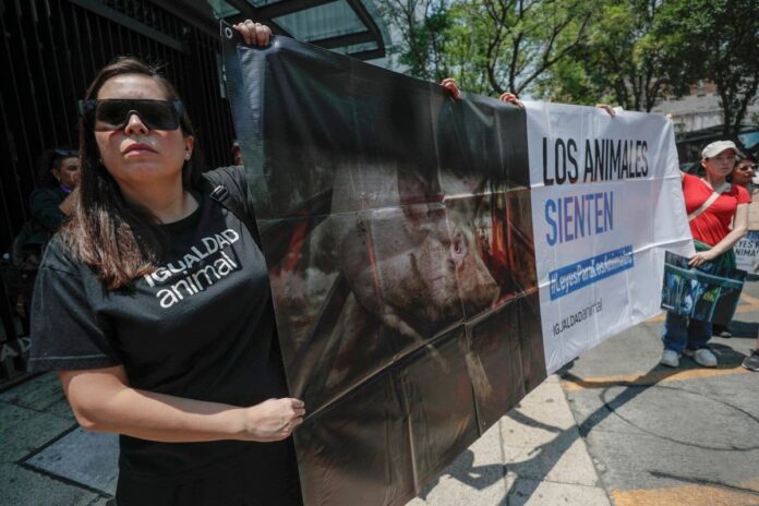 Activistas protestan contra legislador que promovió sacrificio de gallina en Senado de México