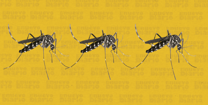 Arrecian jornada eliminación criaderos del mosquito que transmite dengue en PP