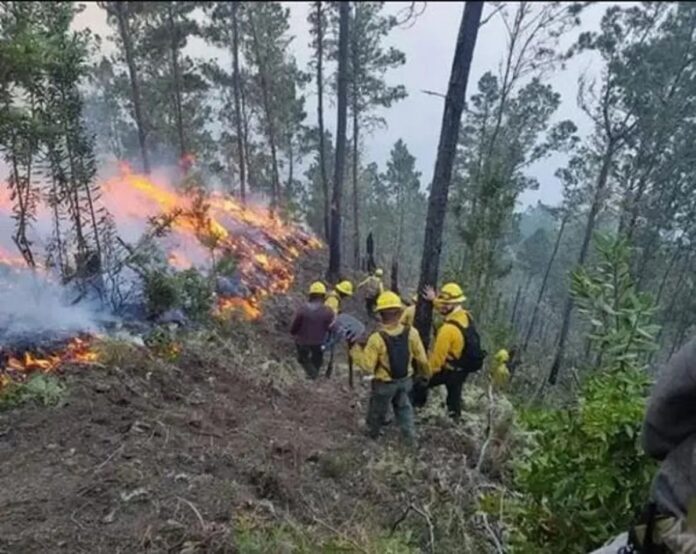 Incendios forestales, mayoría por conuquismo, han afectado cerca de 24,500 tareas en lo que va de 2024