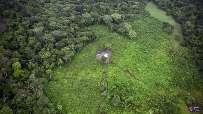 La deforestación mundial se mantiene ‘obstinadamente’ alta