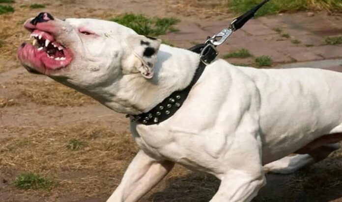 Perro Pitbull mata a su dueño en El Bronx