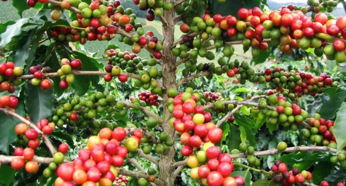Proyecto de café podría replicarse en otros países