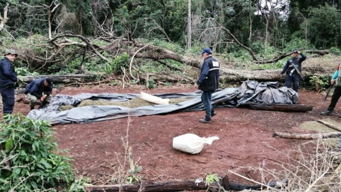 Autoridades paraguayas incautan 45 toneladas de marihuana en el Parque Nacional Caazapá