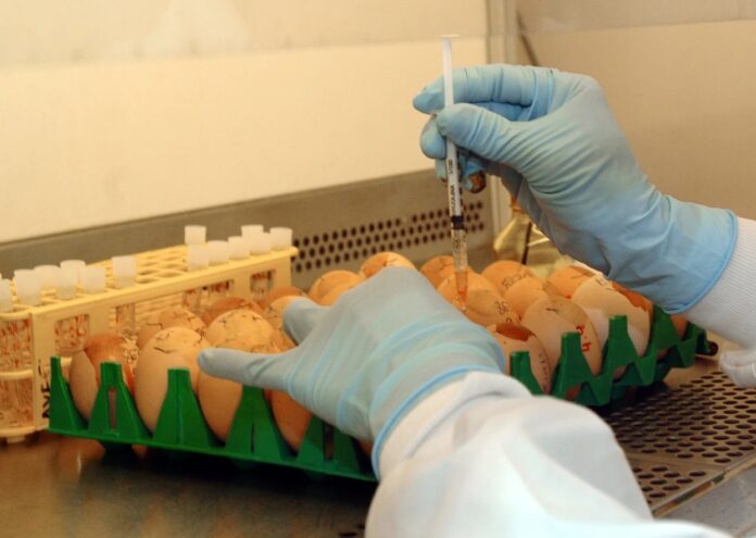 EEUU detecta segundo caso de gripe aviar en un humano