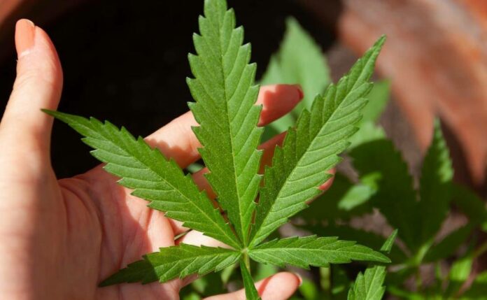 La DEA reclasificará la marihuana para declararla como menos peligrosa en un cambio histórico