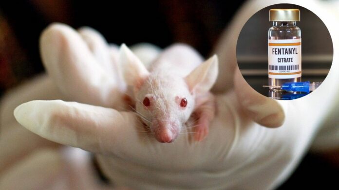 Nuevos avances en ratones para entender los mecanismos de adicción al fentanilo