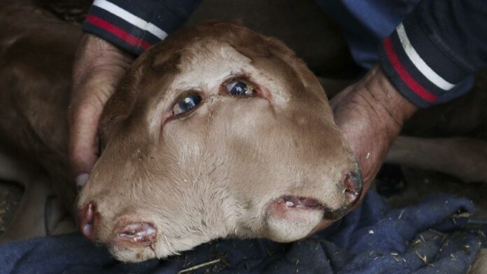 Un ternero con dos bocas y cuatro ojos sobrevive al parto