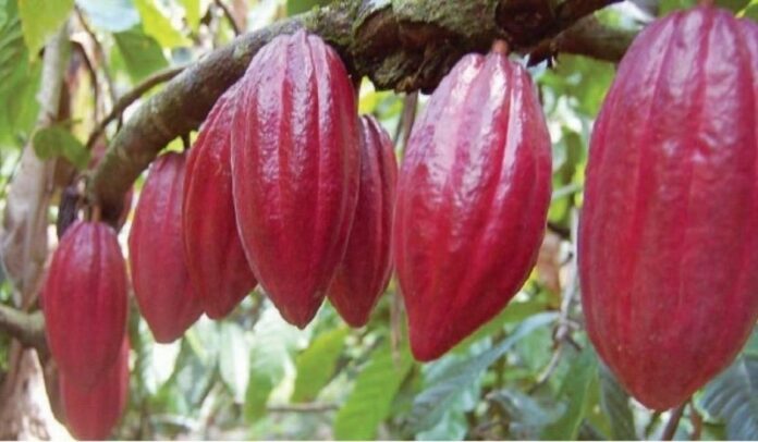 Cacaoculturores urgen mejorar productividad