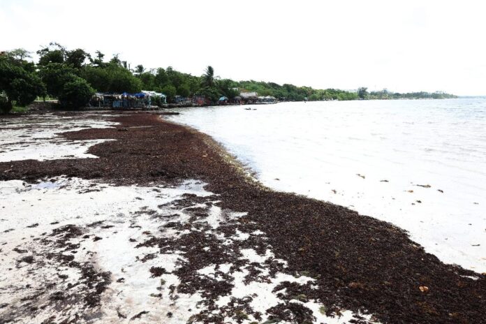 Sargazo también invade playa turístico municipio Boca Chica