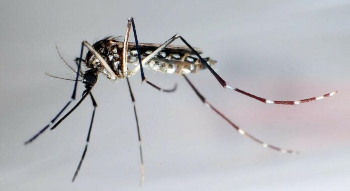 Aumentan en Europa casos de dengue y brotes de infecciones por virus del Nilo Occidental