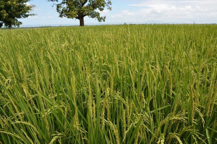 FEDA dice impulsa cultivo arroz para lograr precios justos
