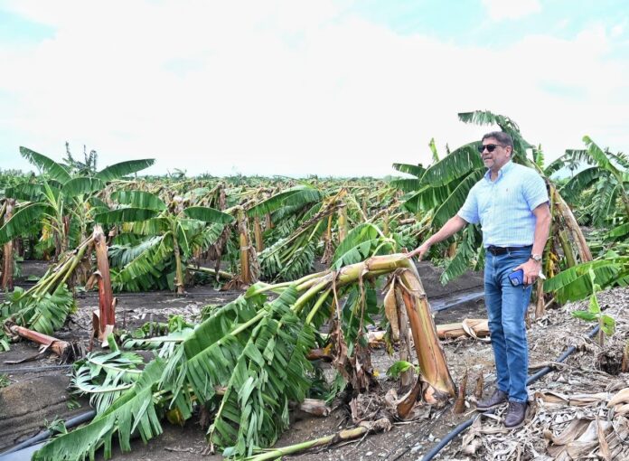 Gobierno ayudará productores plátano de Hermanas Mirabal