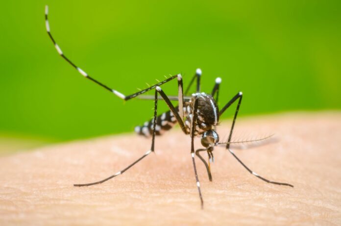 Gobierno presenta campaña contra el dengue y prevé reducir su incidencia