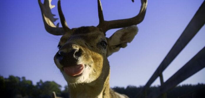 La lista de especies amenazadas crece en 1.000, aunque esfuerzos de conservación traen esperanza