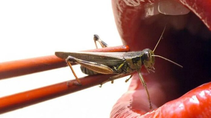 Grillos, saltamontes y gusanos, entre las 16 especies de insectos que aprobaron para el consumo humano