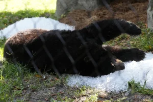 Golosinas heladas, duchas frías y mucho hielo; menú  en el zoológico de Florida para proteger a los animales del calor de verano