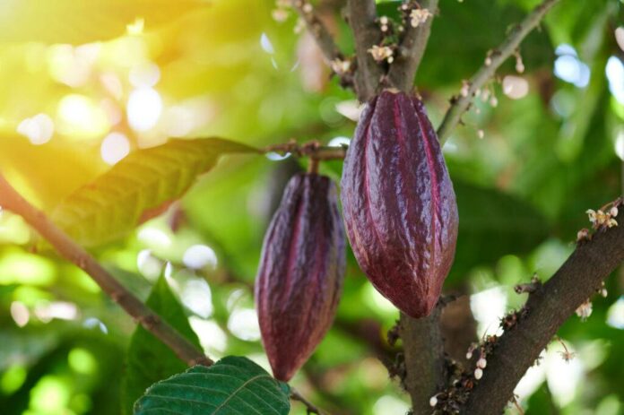 Agricultura invertirá RD$79 MM en mejoría plantaciones de cacao