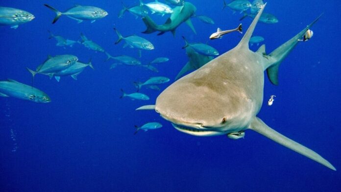 Científicos encuentran cocaína en tiburones de Brasil