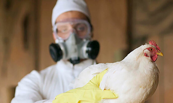 Detectan el cuarto caso de gripe aviar en un trabajador agrícola de Estados Unidos