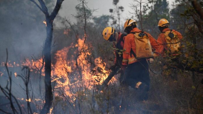 El área destruida por los incendios forestales en Brasil hasta junio duplica la de 2023