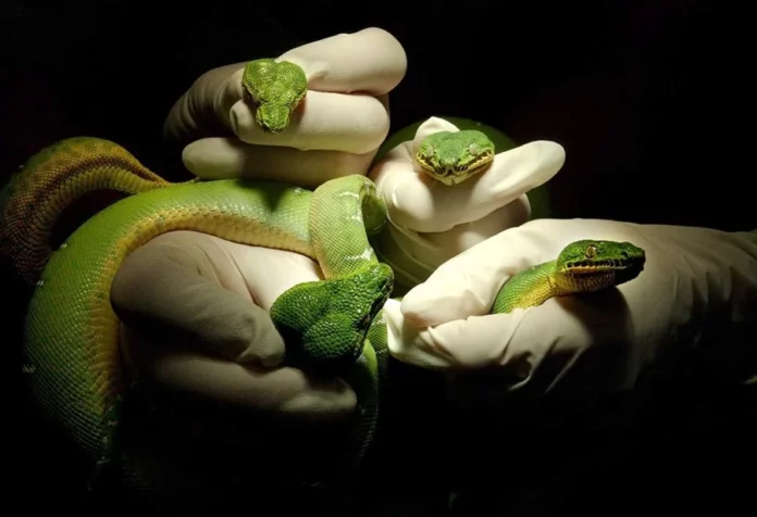 Hallan 104 serpientes vivas escondidas en el pantalón de un viajero en China