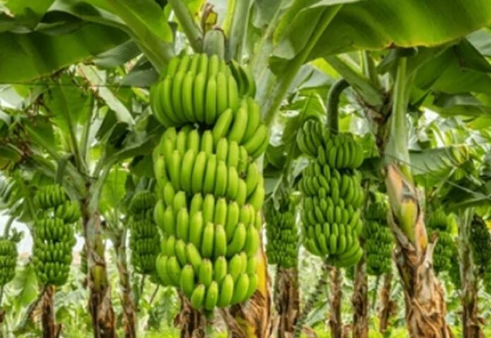 Productores banano se quejan por asedio a obreros haitianos