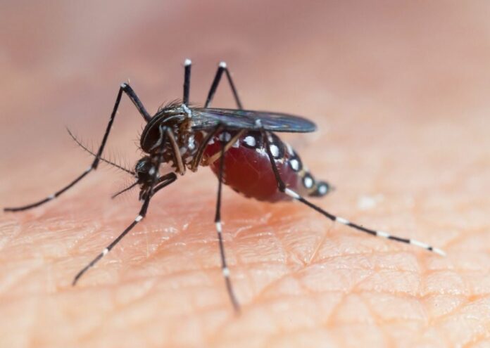 Protección Civil decreta la alerta roja en El Salvador por dengue