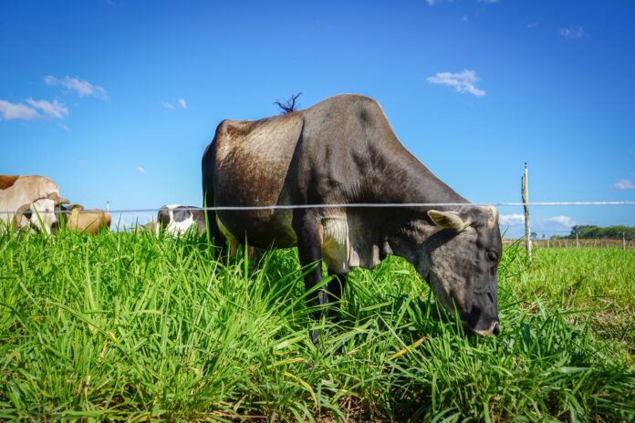 Proyecto de Mejoramiento de Ganadería alcanza 22,000 inseminaciones bovinas
