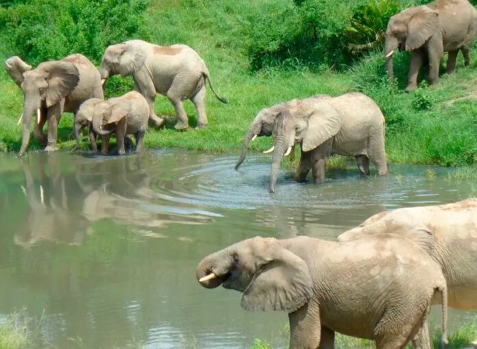 Turista muere aplastado por elefante al intentar fotografiar su manada en safari en Sudáfrica