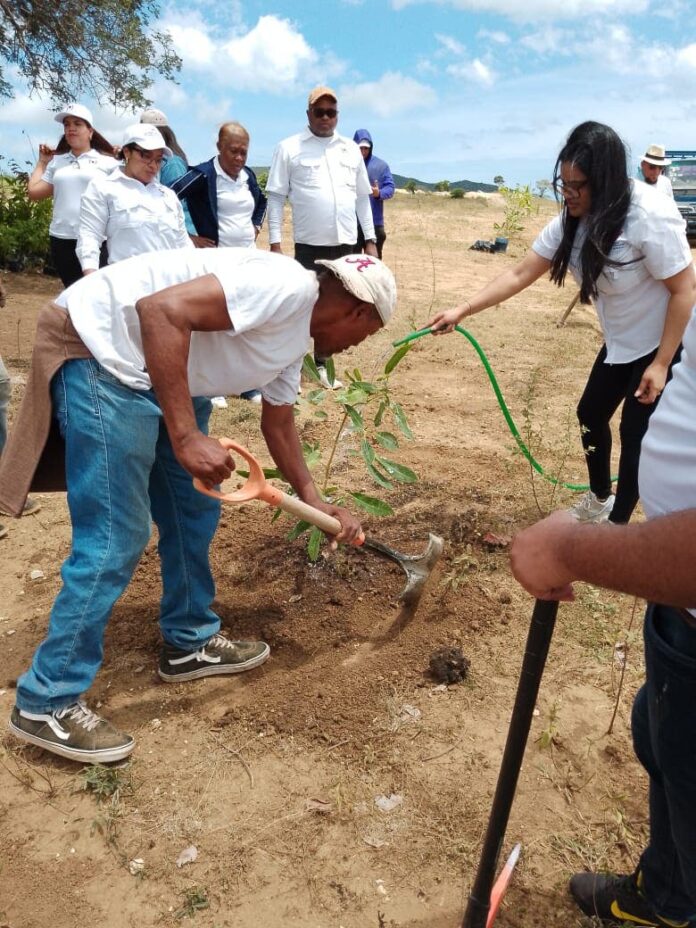 Reforestan zona de Buen Hombre, en Villa Vásquez