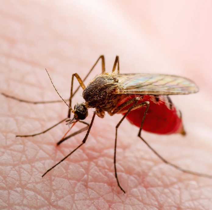 Brote de oropouche y muertes confirmadas por este virus ponen en alerta a Latinoamérica
