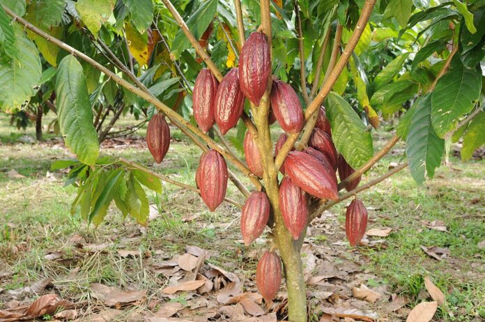 Estudio del PNUD y Medio Ambiente revela ventajas sociales, financieras y ambientales de mejorar la producción de café y cacao