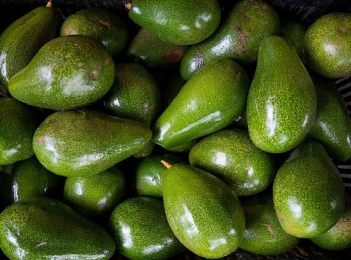 Exportaciones guineo y aguacate caen entre abril y junio del 2024