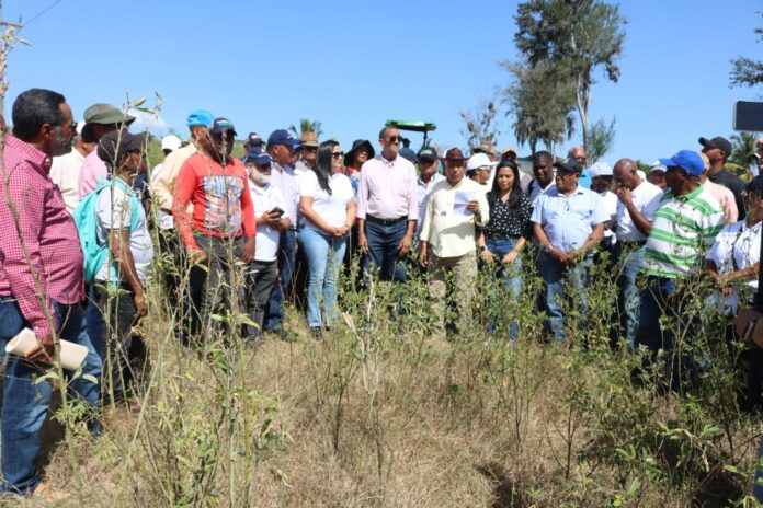 Ministerio de Agricultura dispone veda cultivos hospederos de la flor de habichuela y mosca blanca