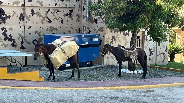 Llevaban en caballos sacos con 182 libras de marihuana