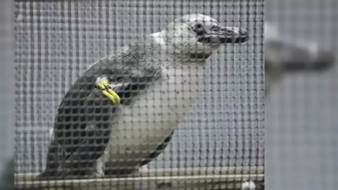Capturan pingüino fugitivo después de viajar unos 30 kms en la costa de Japón