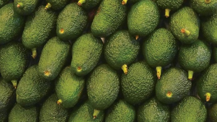 Detienen banda tras supuestamente entrar 121 kilos de cocaína en aguacates a España