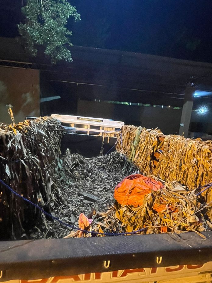 38 nacionales haitianos trataron de evadir a las autoridades ocultándose bajo hojas de plátano en camión