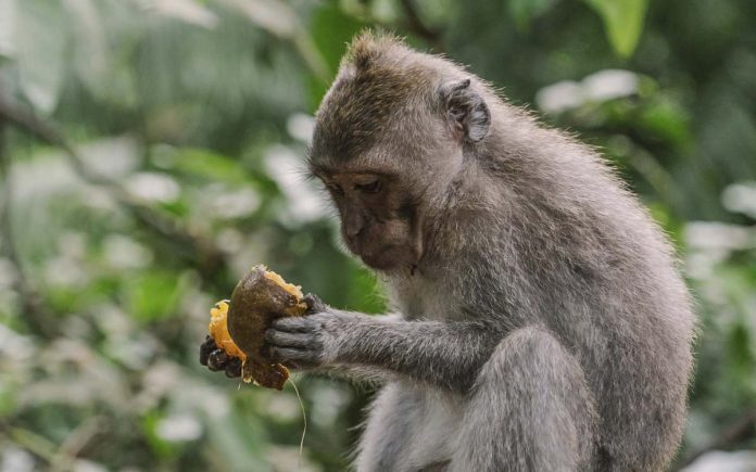 El «consumo» de alcohol, una práctica muy habitual entre muchos animales salvajes