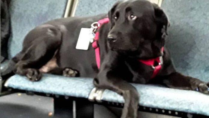 Una perra encuentra dueño en Georgia tras recorrer la capital en autobús durante semanas