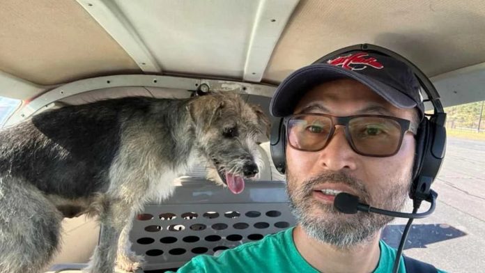 Piloto que rescataba mascotas muere en accidente aéreo; dos perros que viajaban con él sobrevivieron