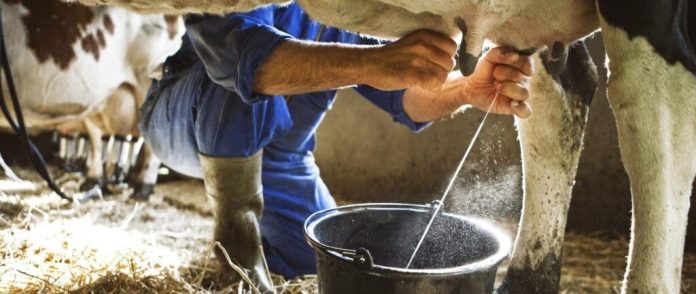 Productividad y calidad: el reto principal de la ganadería de leche
