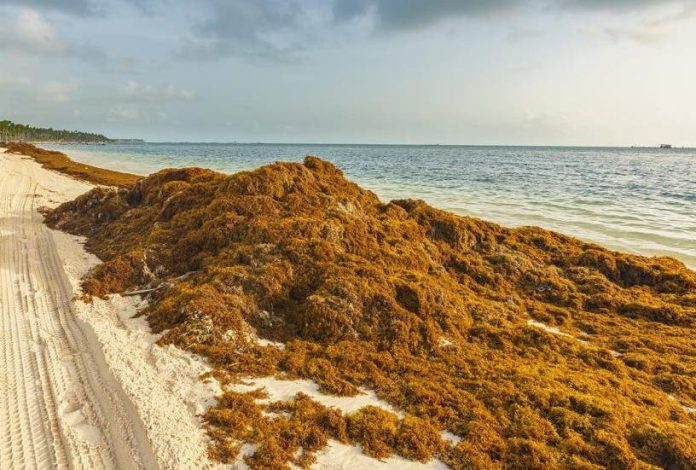 UE dice apoyará al Caribe a combatir arribo del sargazo