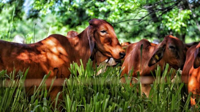 ¿Qué hubiera sido si no tuviéramos ganadería?