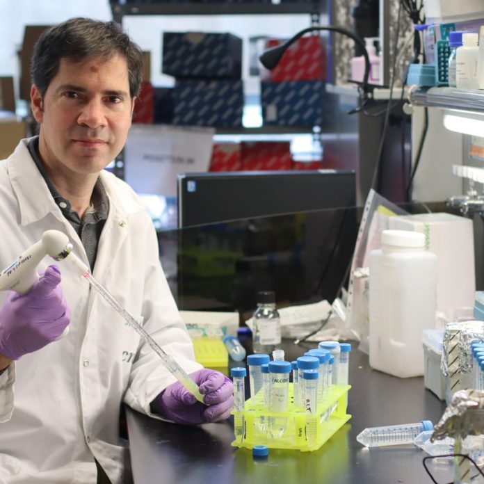 Así influye intestino en desarrollo de enfermedades inflamatorias