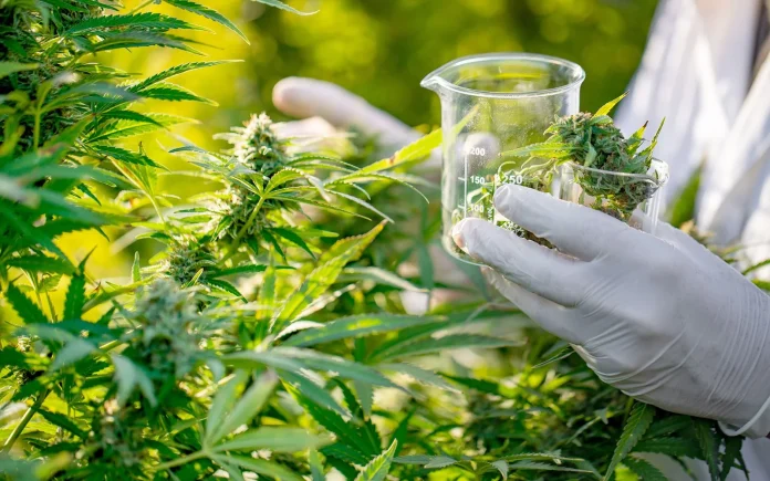 Costa Rica presenta reglamento para comercializar productos medicinales a base de cannabis