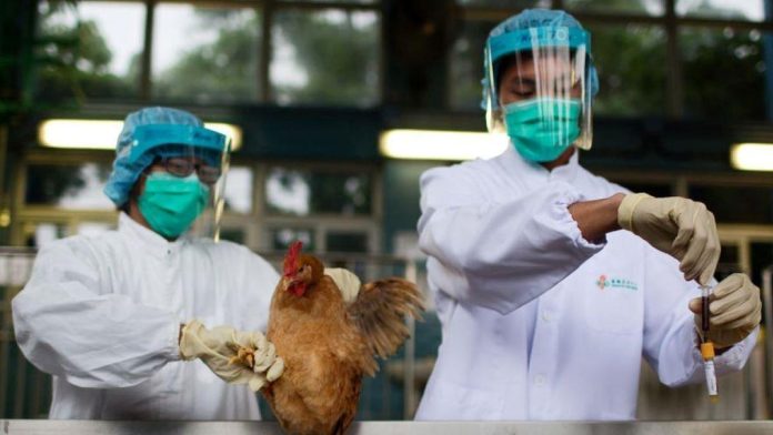 Paraguay evalúa el riesgo epidemiológico por casos de gripe aviar en el norte de Argentina