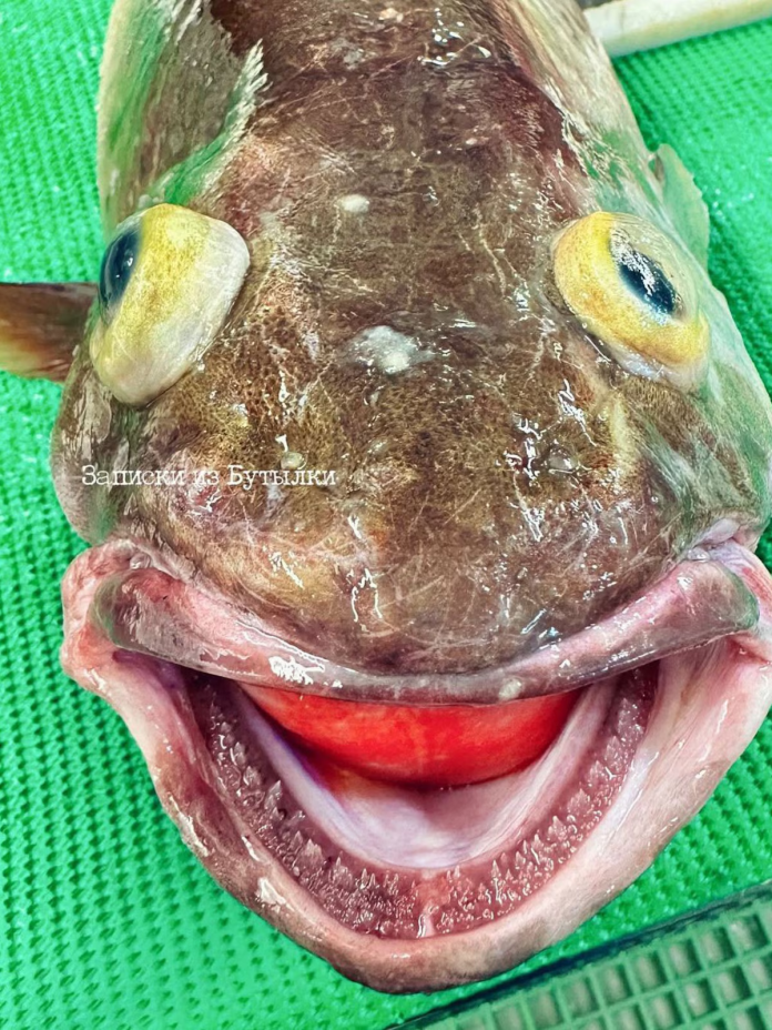 Un fotógrafo ruso encontró un extraño pez con forma de alien y generó revuelo en redes