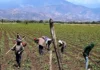 Recomendaciones. El desafío agrícola: ¿Es suficiente el apoyo de RD$1,000 millones del gobierno a productores? Experto dice que se requiere “no menos de 5 mil millones de pesos”